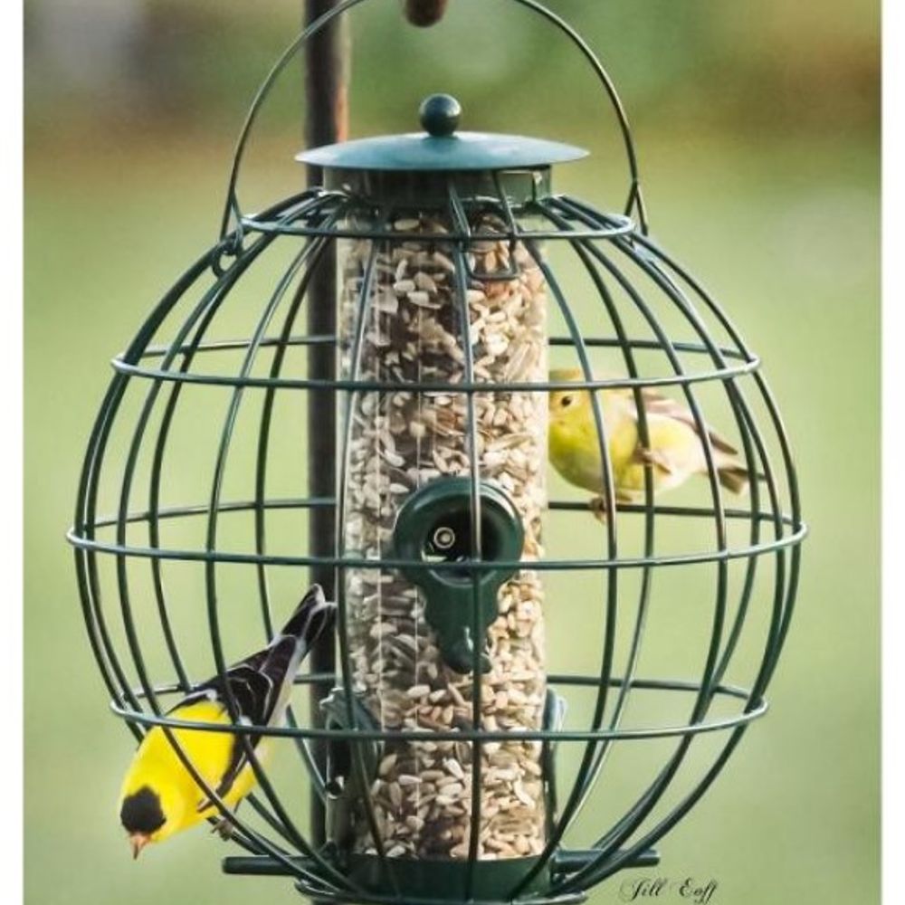 Gold Crest, Petite Orb Caged Seed Feeder