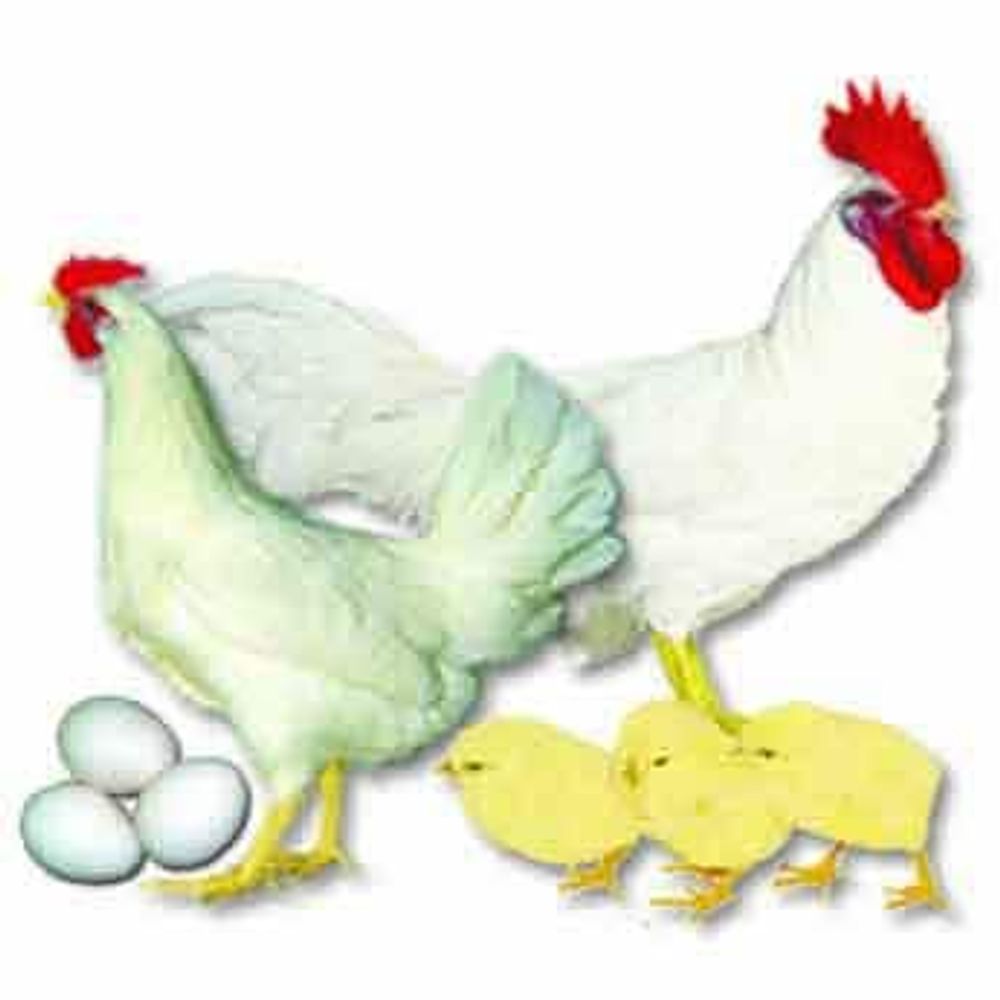 White Leghorn  Pullet