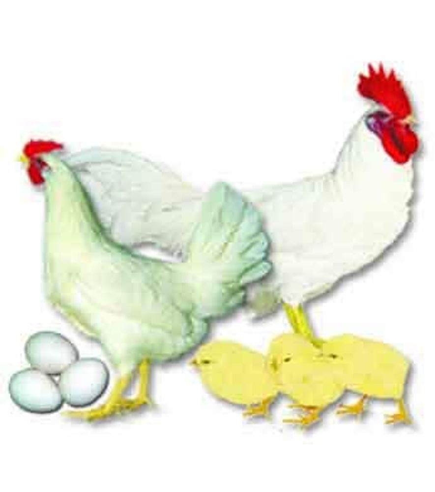 White Leghorn Pullet