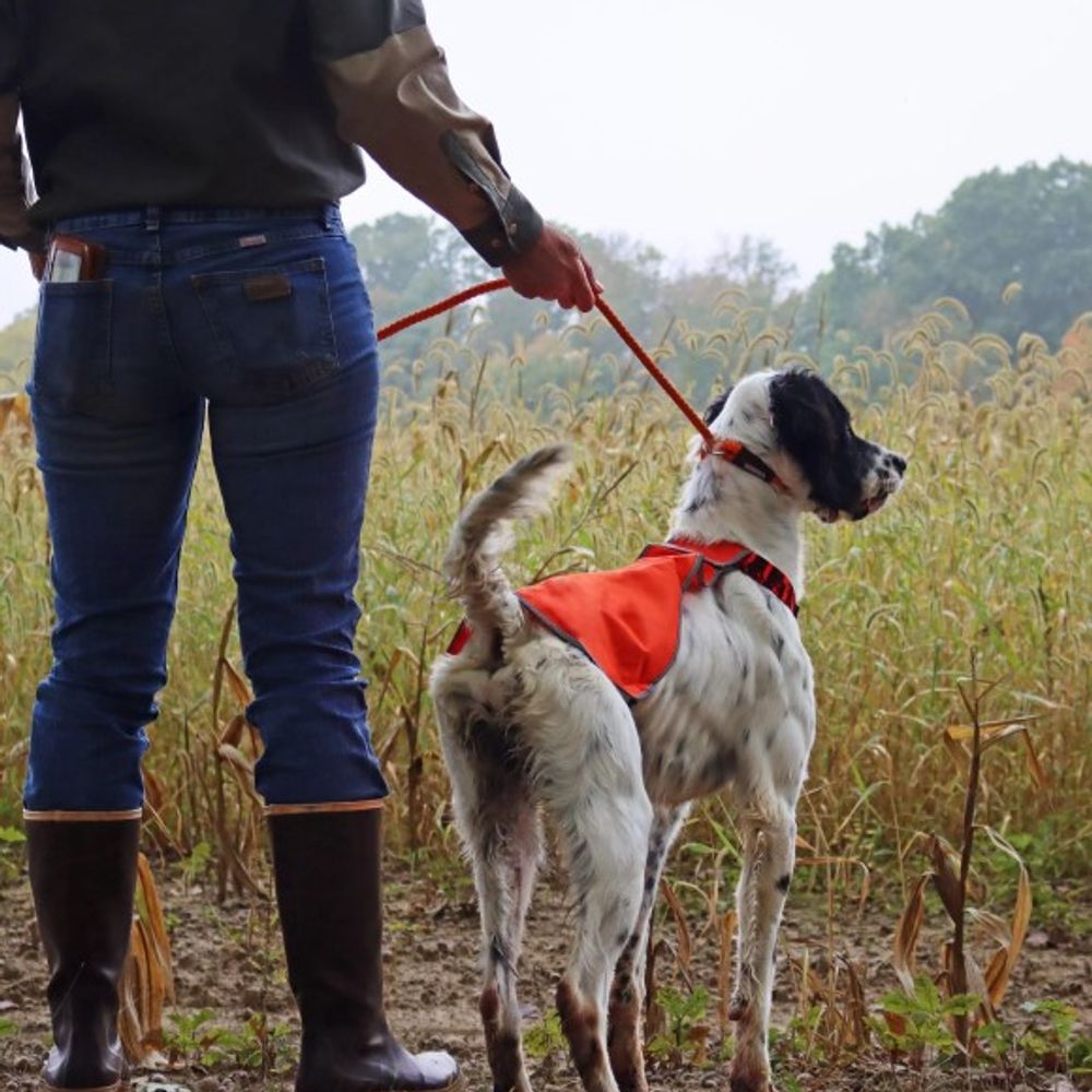 Coastal Pet Products, Water & Woods Orange Reflective Dog Safety Vest