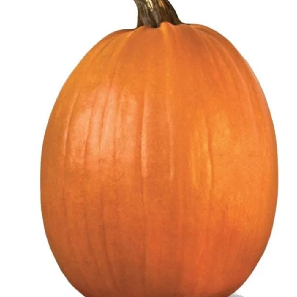 Jumbo Carving Pumpkin Average, 40 lb