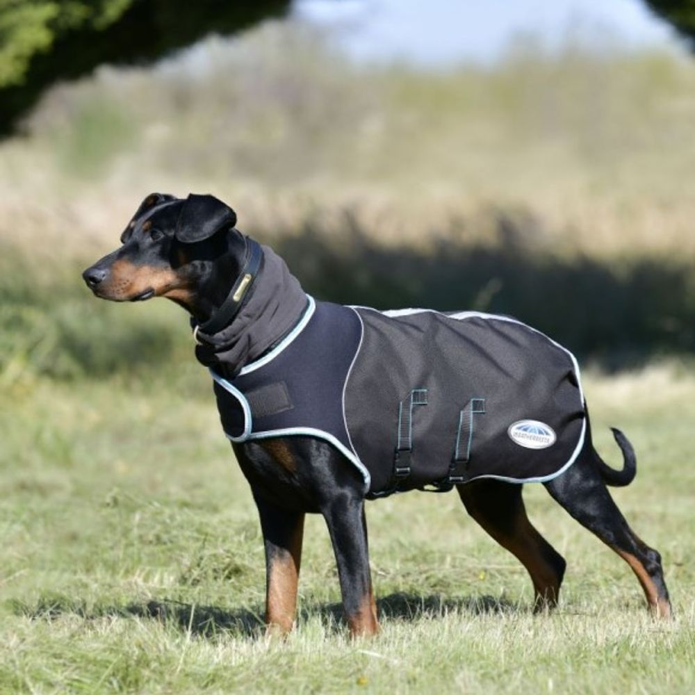 Weatherbeeta, Charcoal/Teal Comfitec Medium/Lite Ultra Cozi II Dog Coat