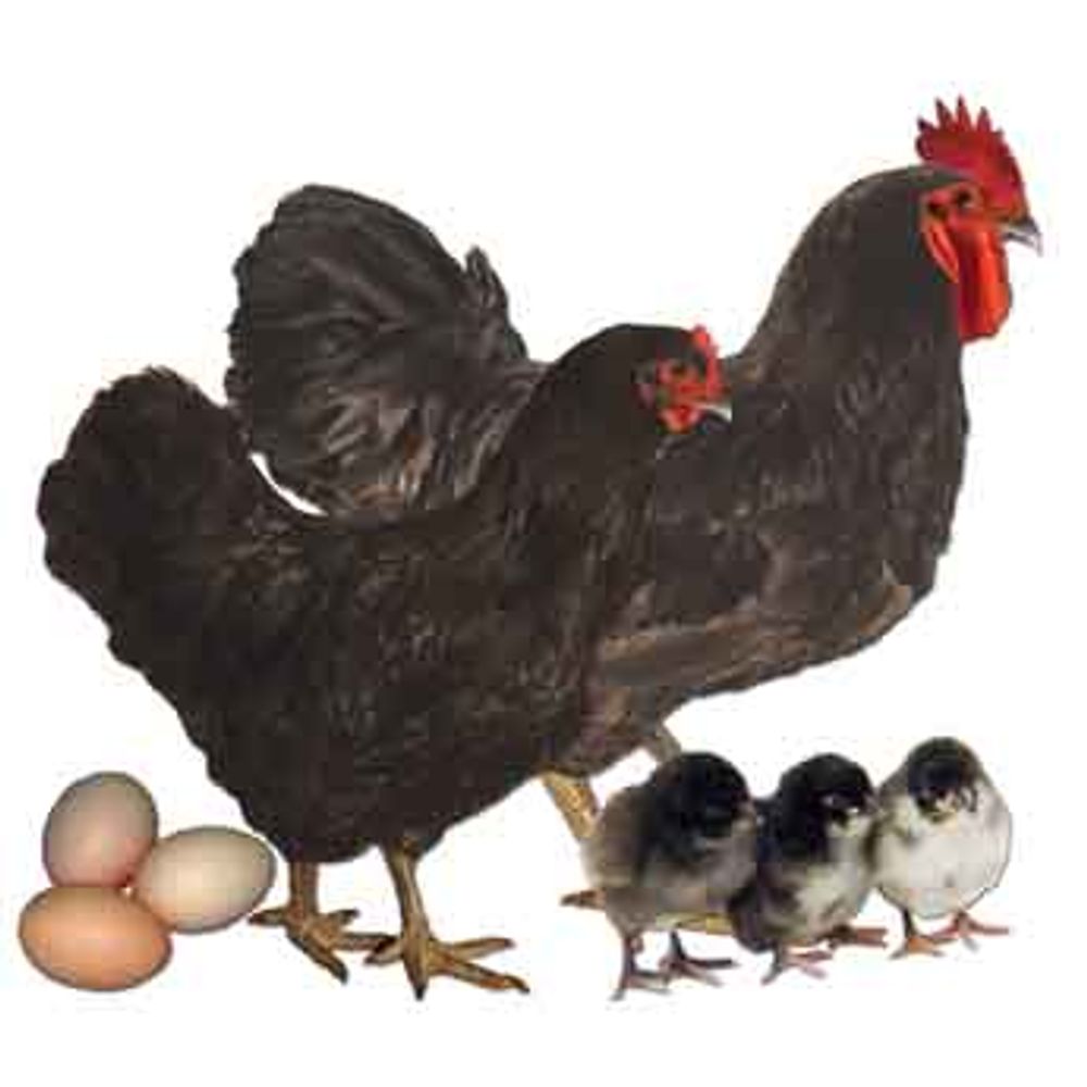 Black Jersey Giant Pullet