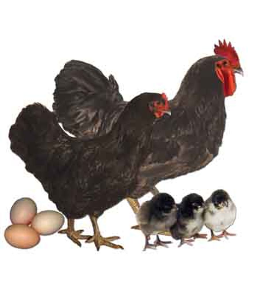 Black Jersey Giant Pullet