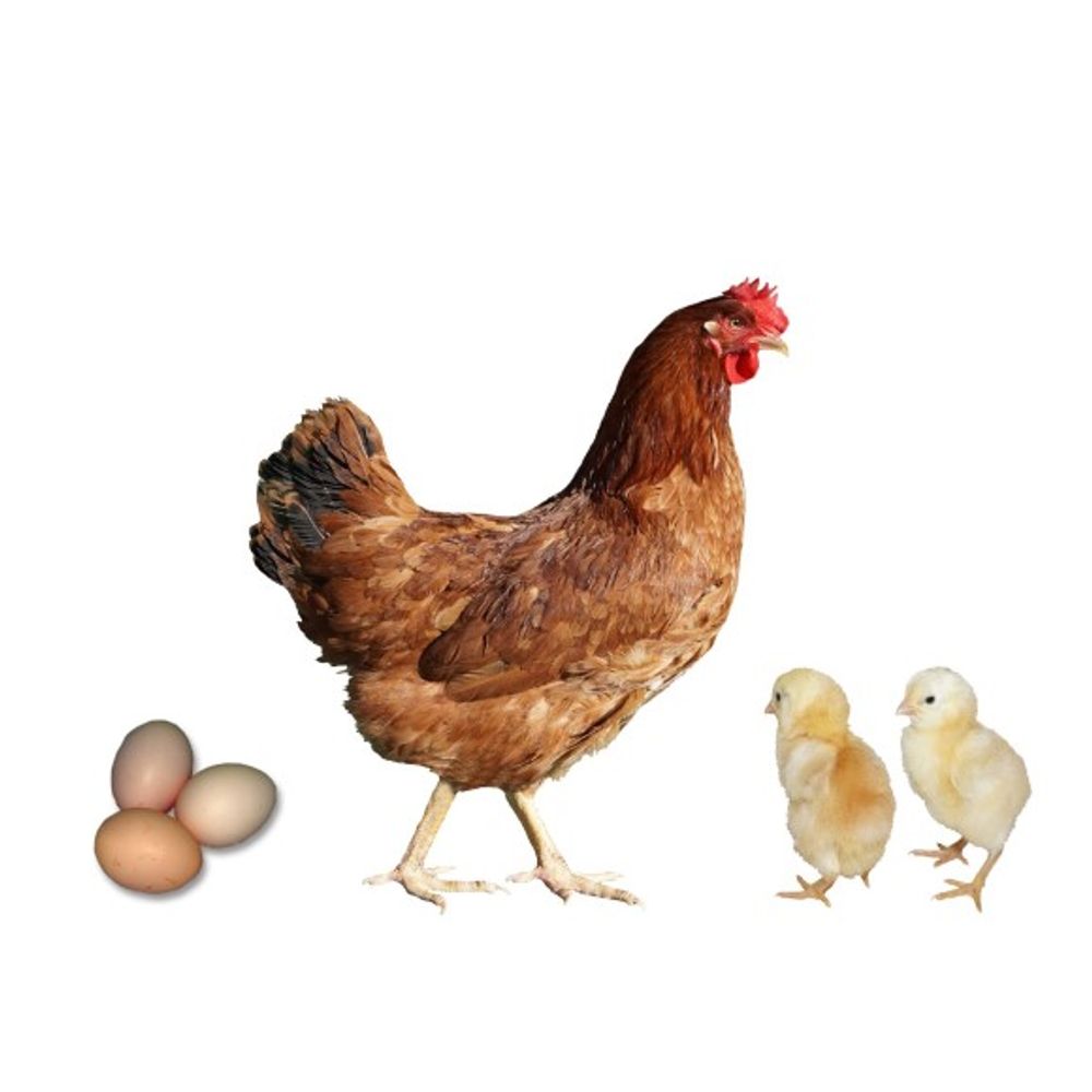 New Hampshire Red Pullet