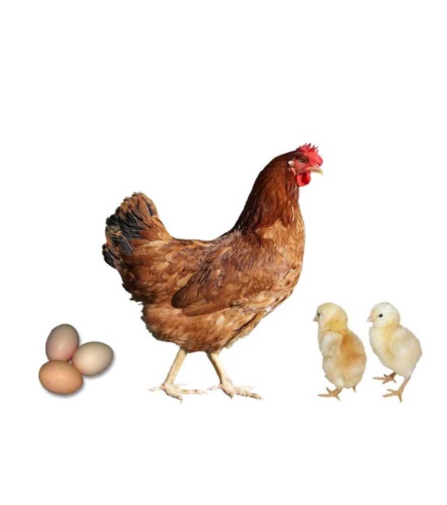 New Hampshire Red Pullet