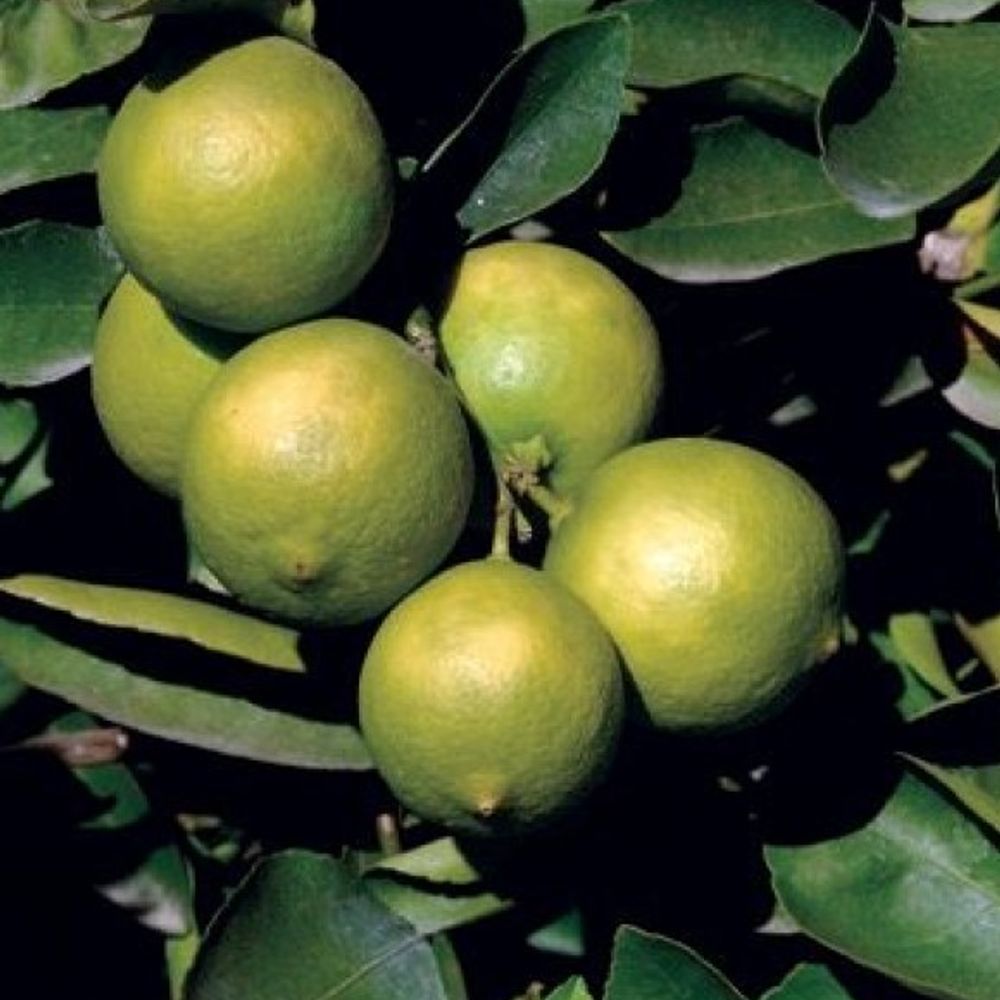 Bearss Lime Citrus Tree