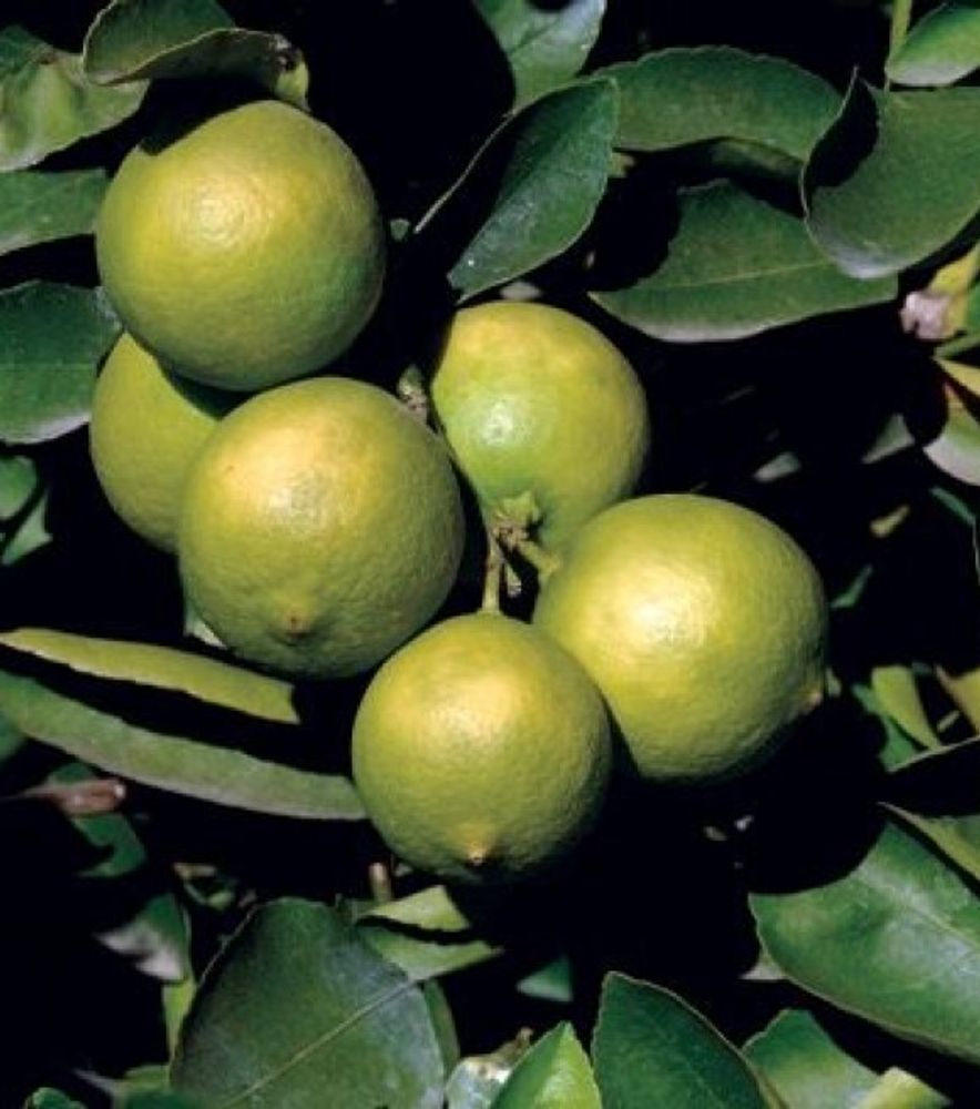 Bearss Lime Citrus Tree