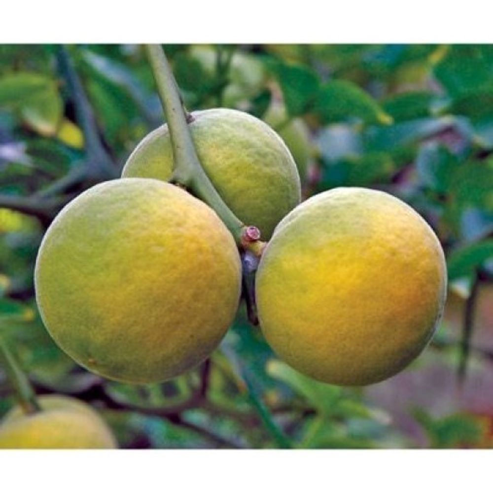 Flying Dragon Citrus Tree