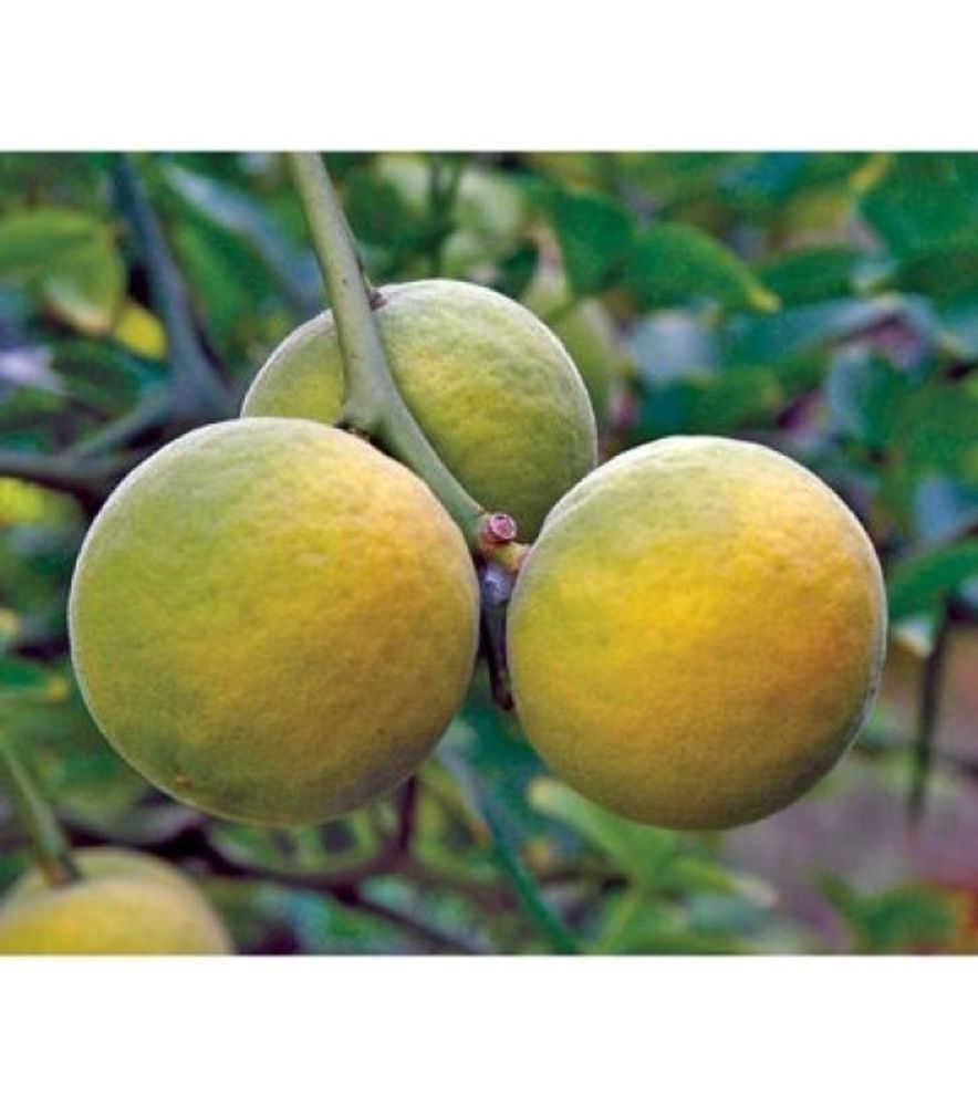Flying Dragon Citrus Tree