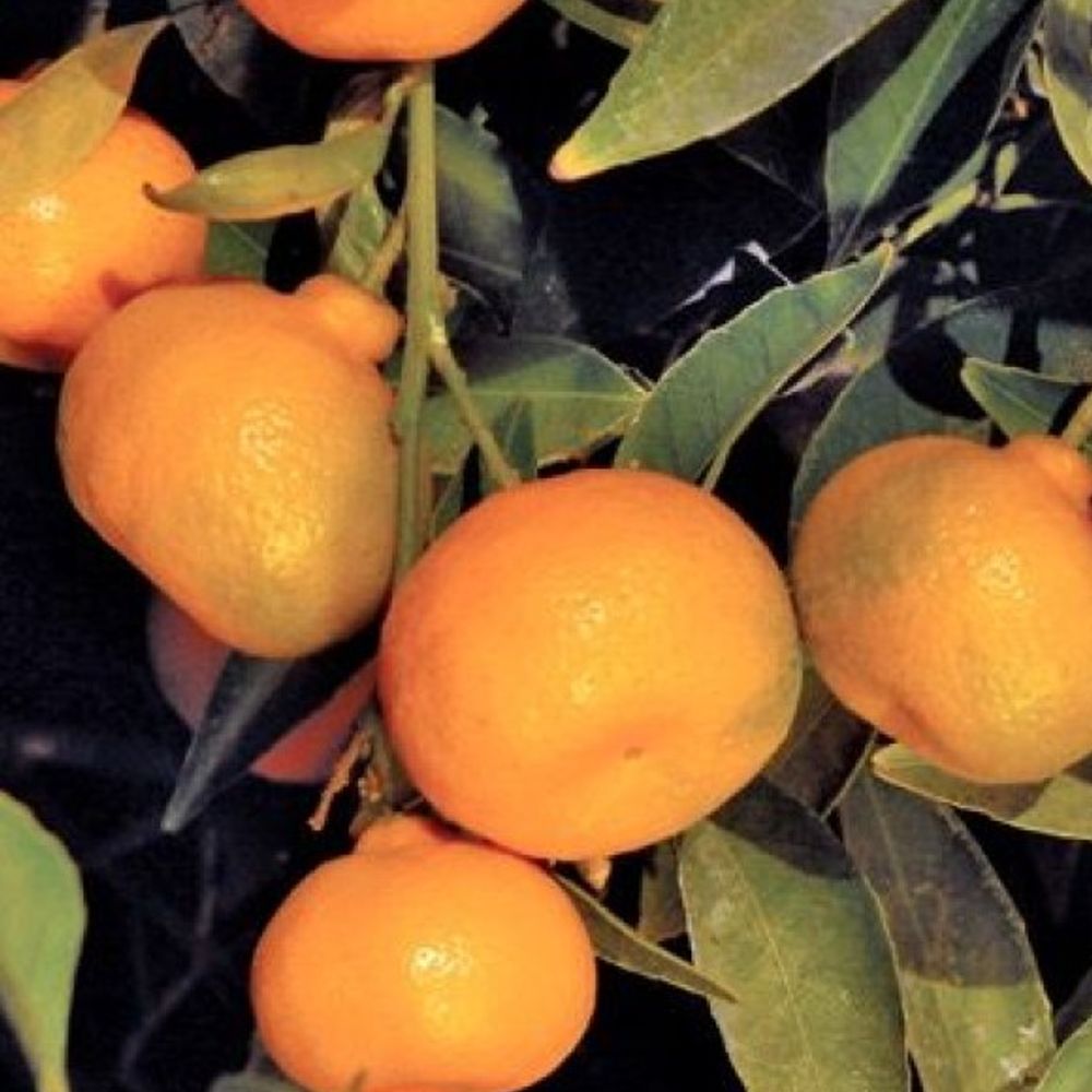 Kishu Mandarin Citrus Tree