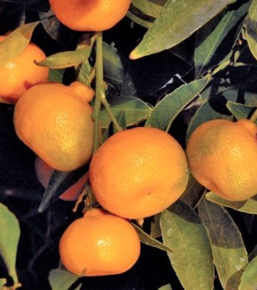 Kishu Mandarin Citrus Tree