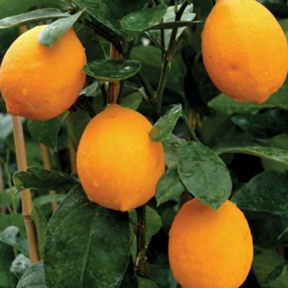 Meyer Lemon Citrus Tree