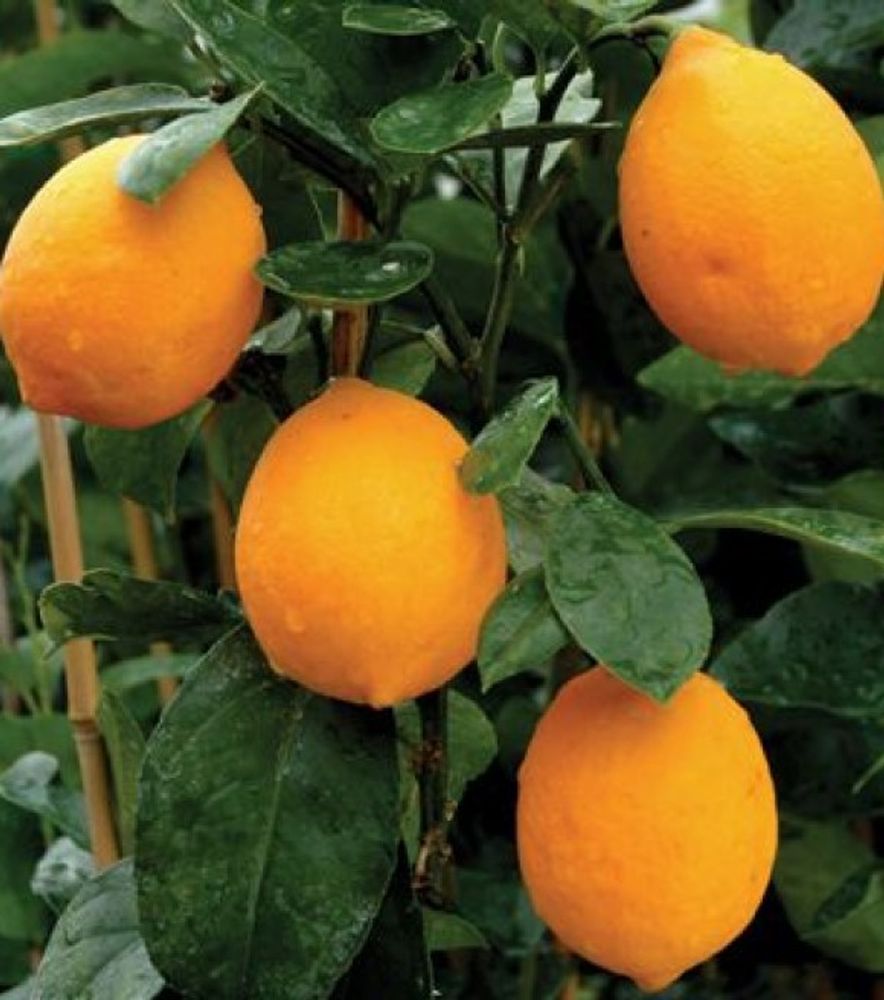 Meyer Lemon Citrus Tree