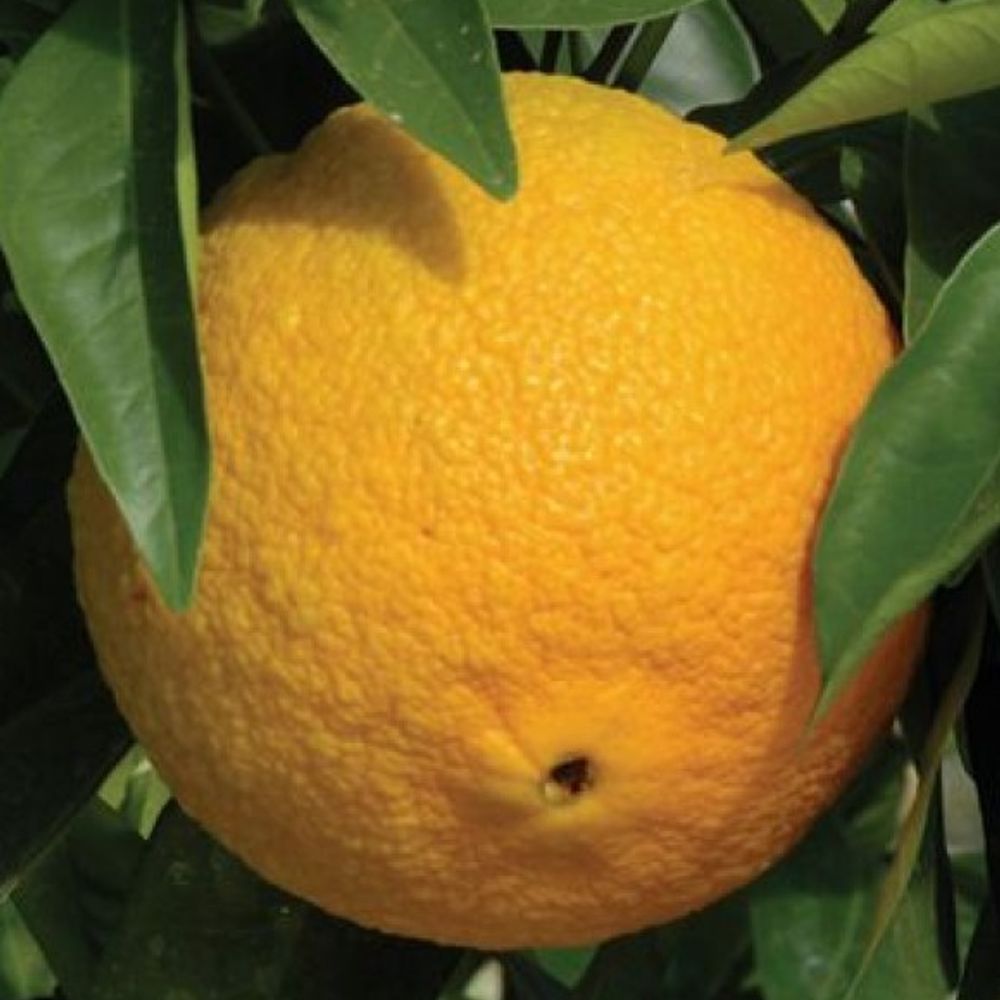 Washington Navel Orange Citrus Tree