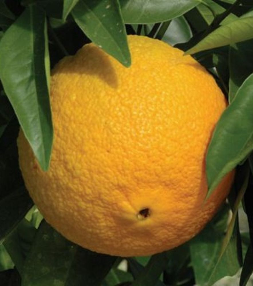 Washington Navel Orange Citrus Tree