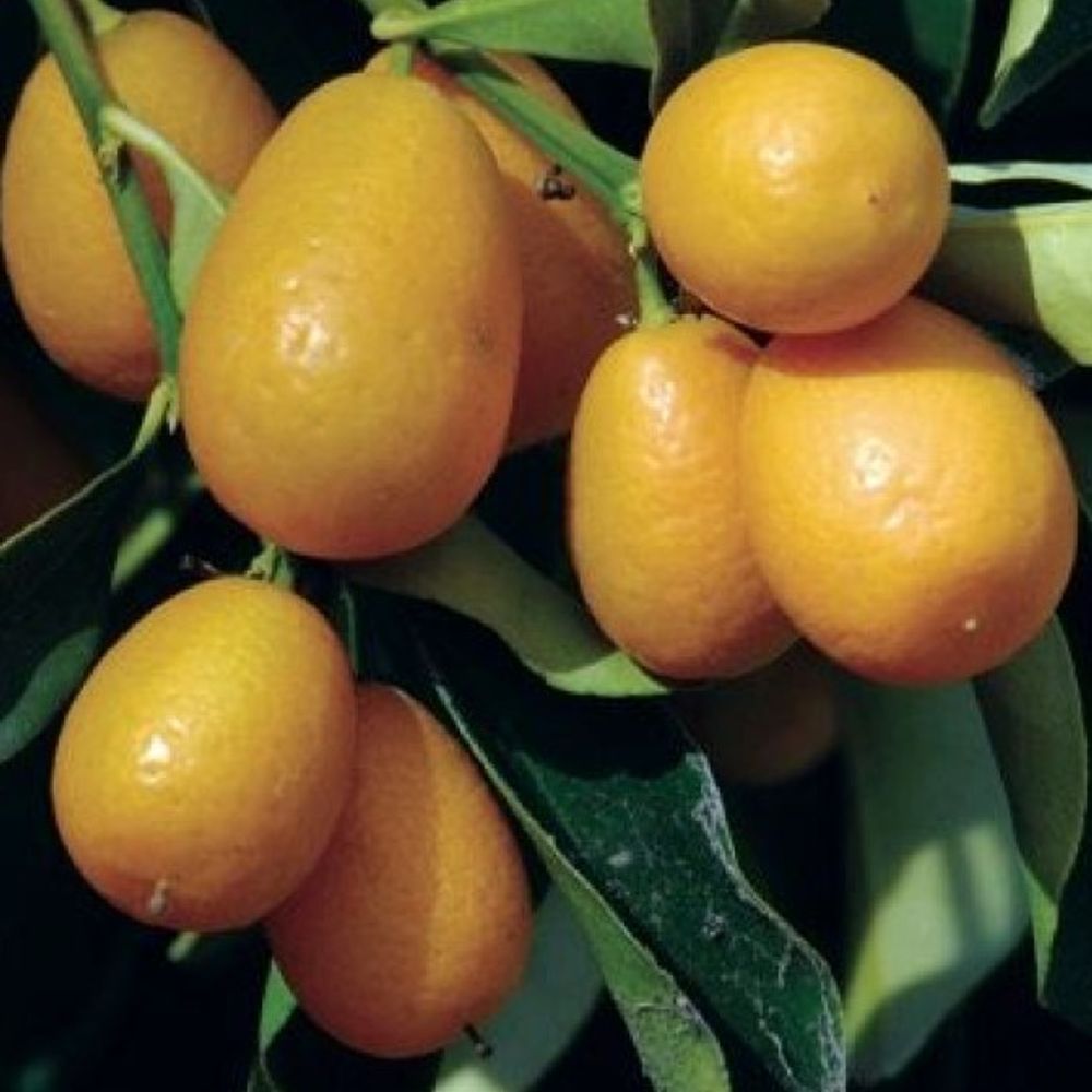 Nordmann Seedless Nagami Kumquat Tree