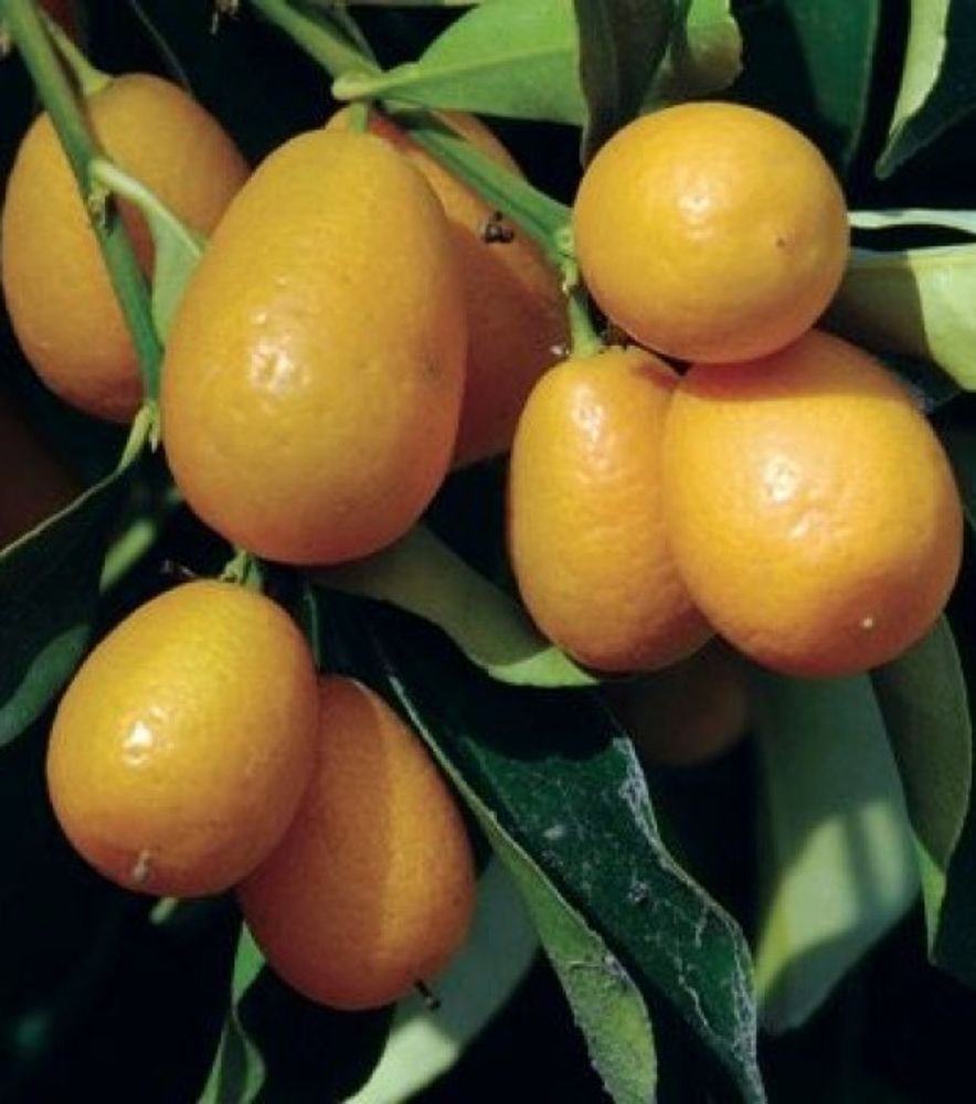 Nordmann Seedless Nagami Kumquat Tree