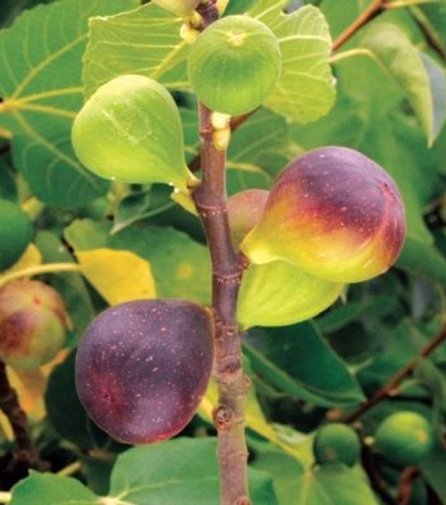 Neverella Fig Tree