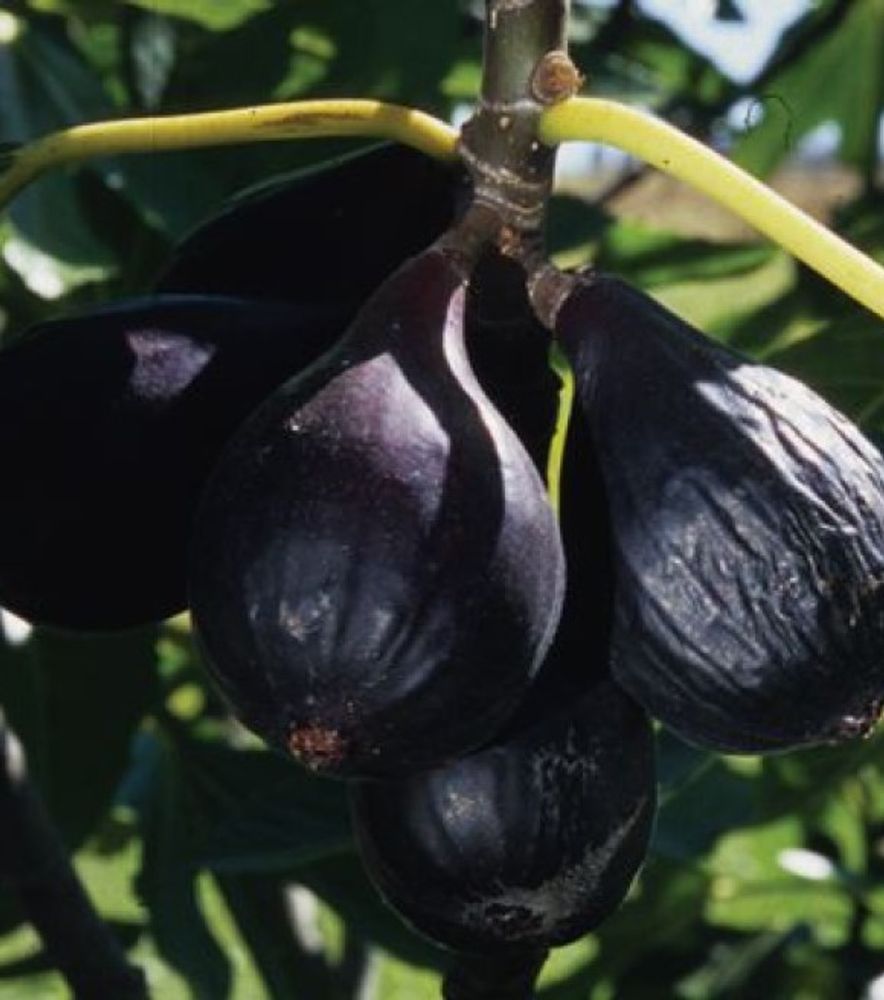 Negronne Fig Tree