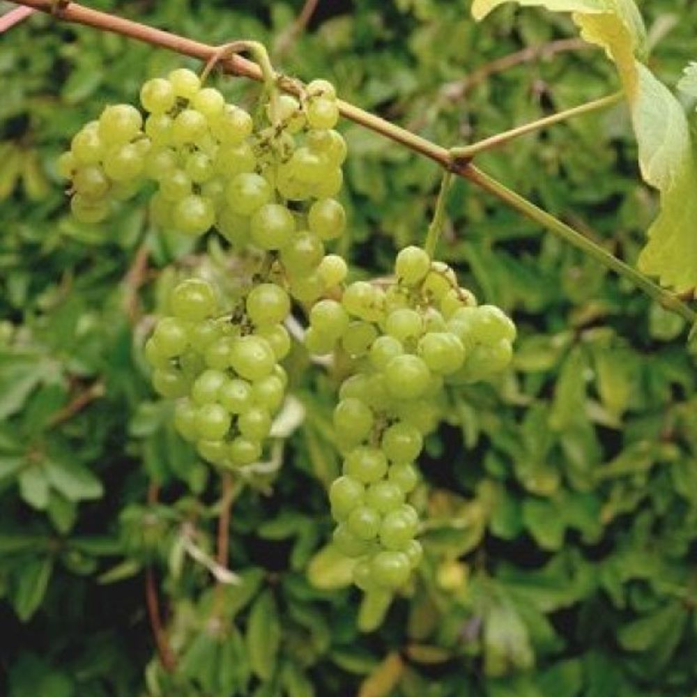 Monastery Muscat Grape