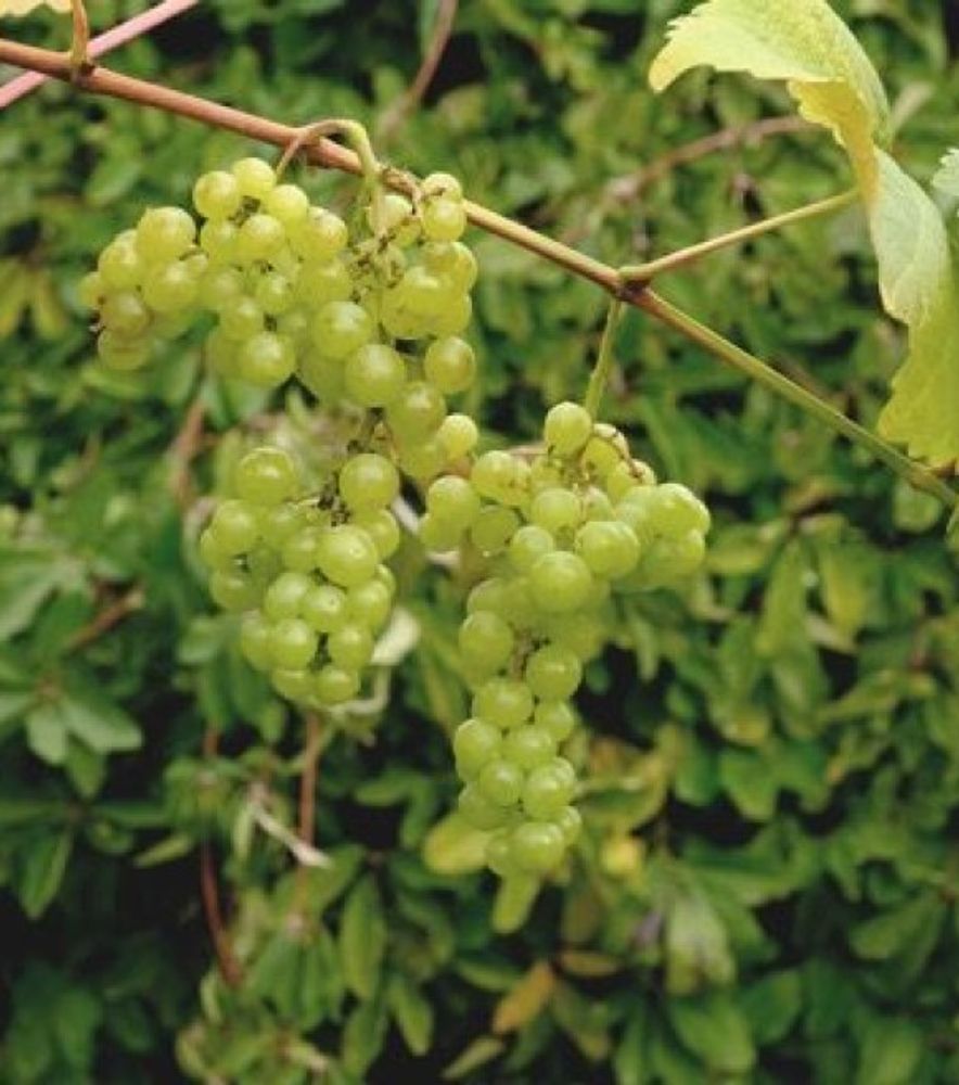 Monastery Muscat Grape