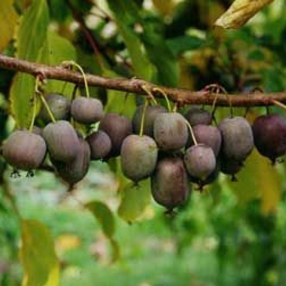Hardy & Ken's Red Kiwi