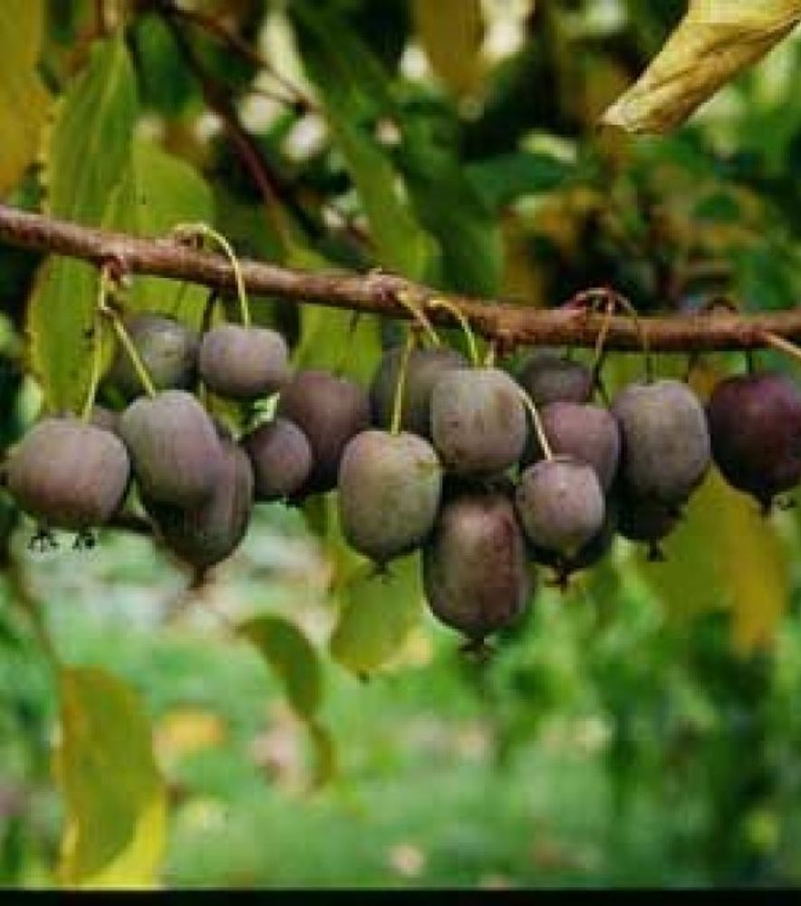 Hardy & Ken's Red Kiwi