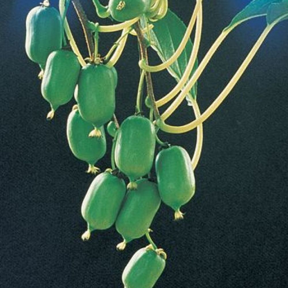 Issai Self Fertile Hardy Kiwi