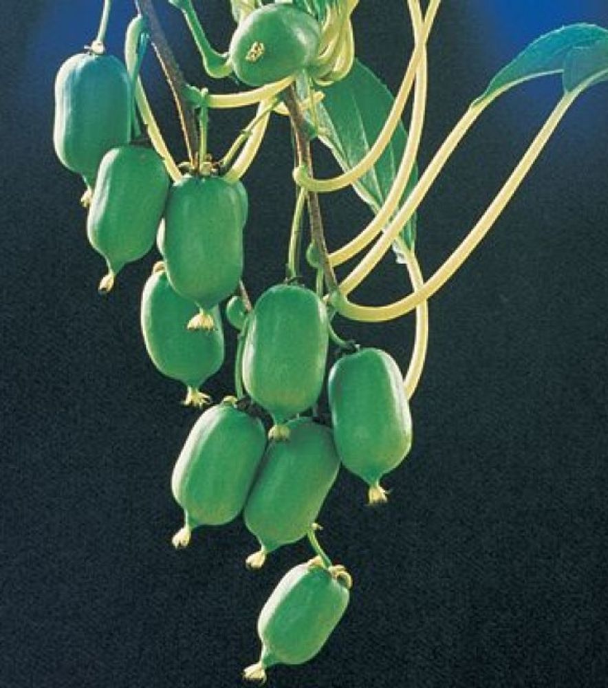 Issai Self Fertile Hardy Kiwi