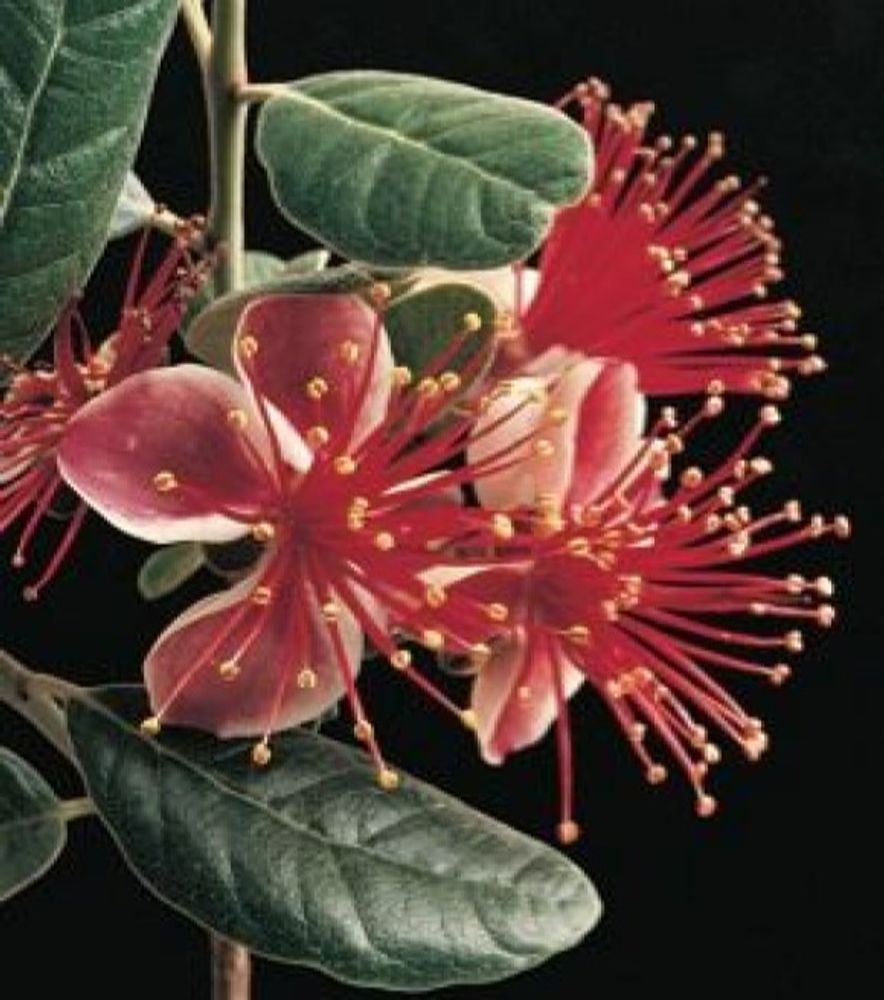 Pineapple Guava
