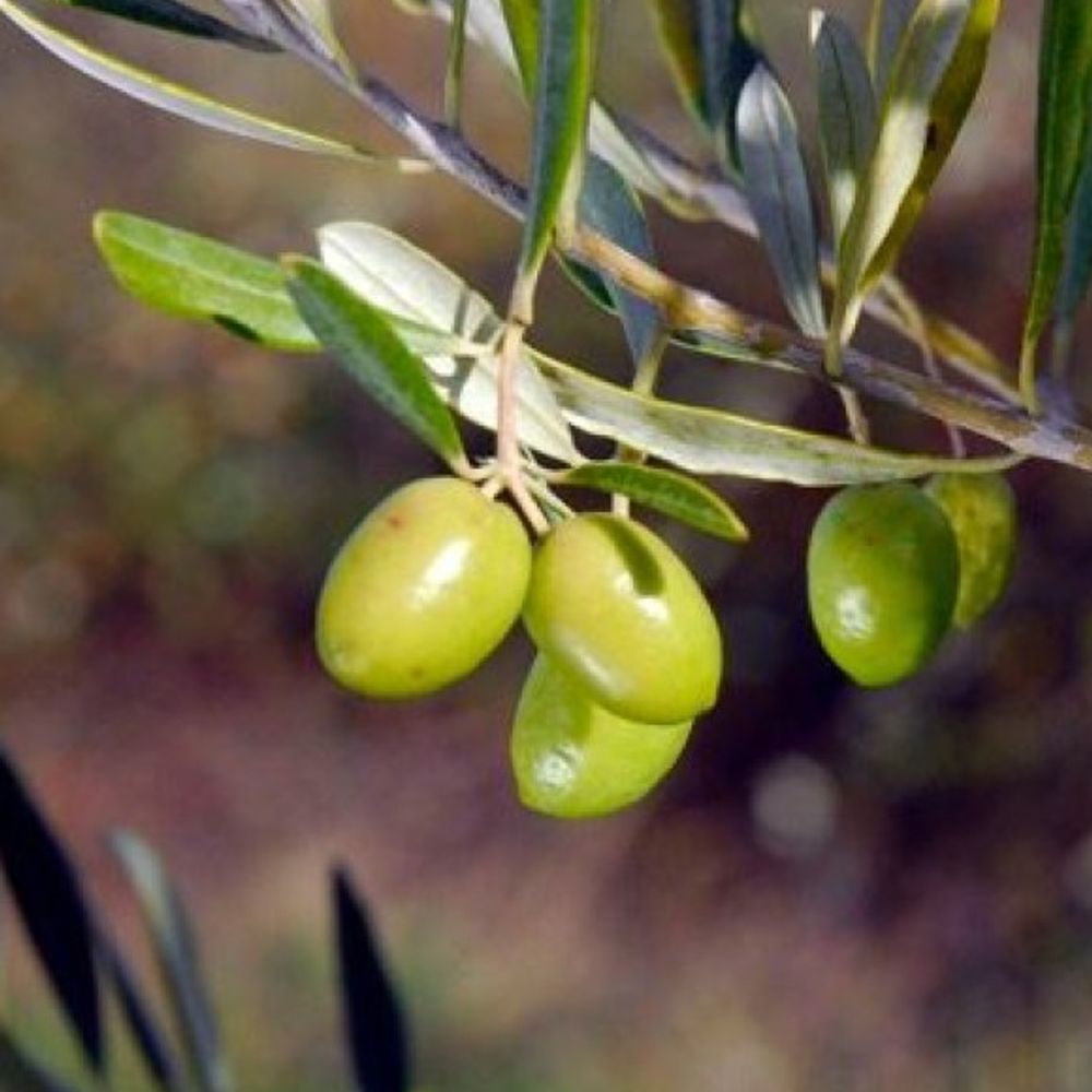 Nikita Jubilee Olive Tree