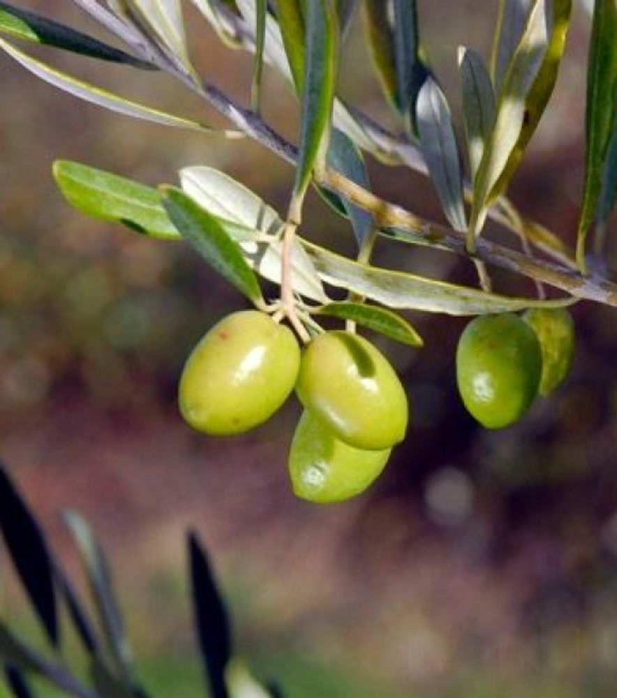 Nikita Jubilee Olive Tree