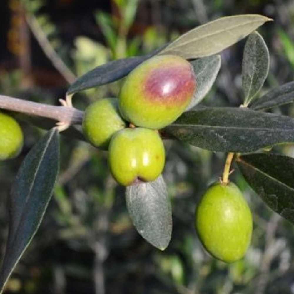 Harvest Joy Olive Tree