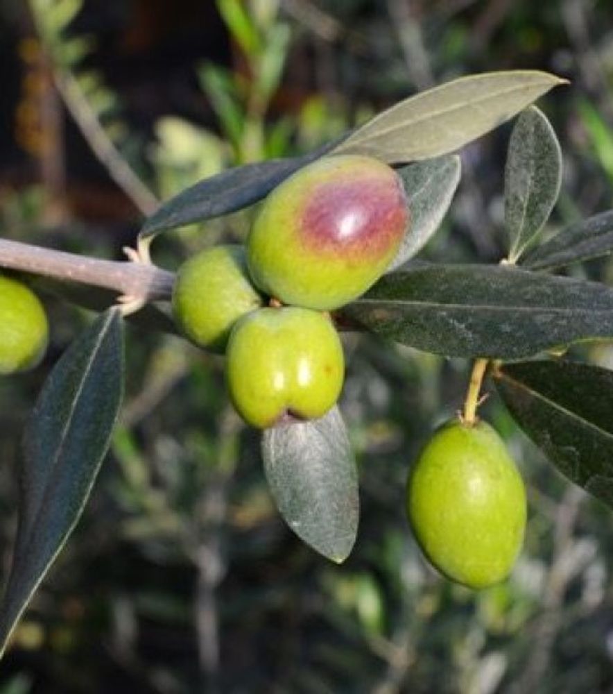 Harvest Joy Olive Tree