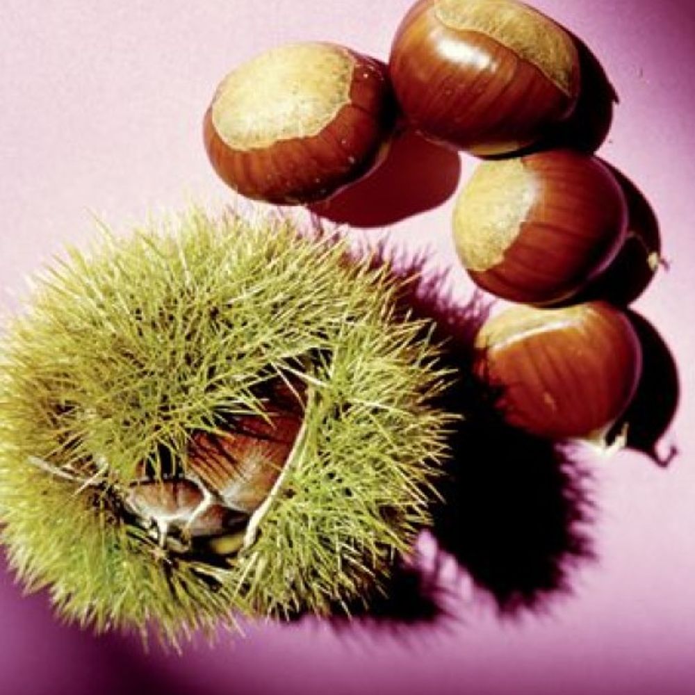 Colossal Chesnut Seedling Tree