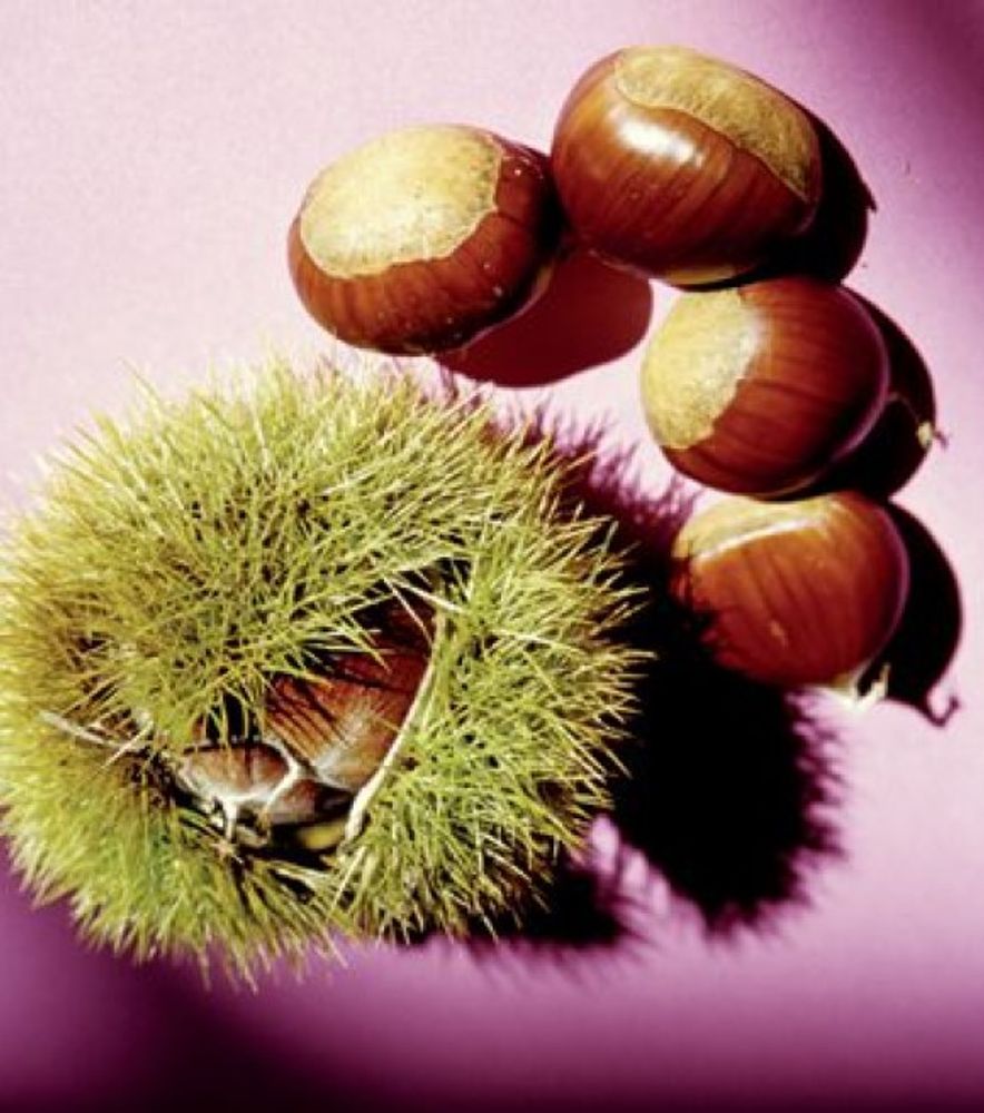 Colossal Chesnut Seedling Tree