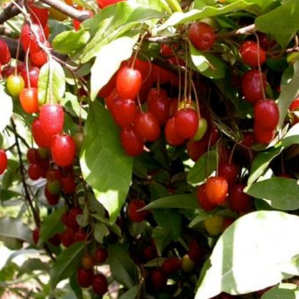 Red Gem Goumi Berry