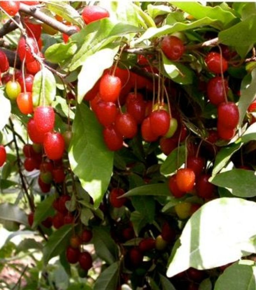 Red Gem Goumi Berry