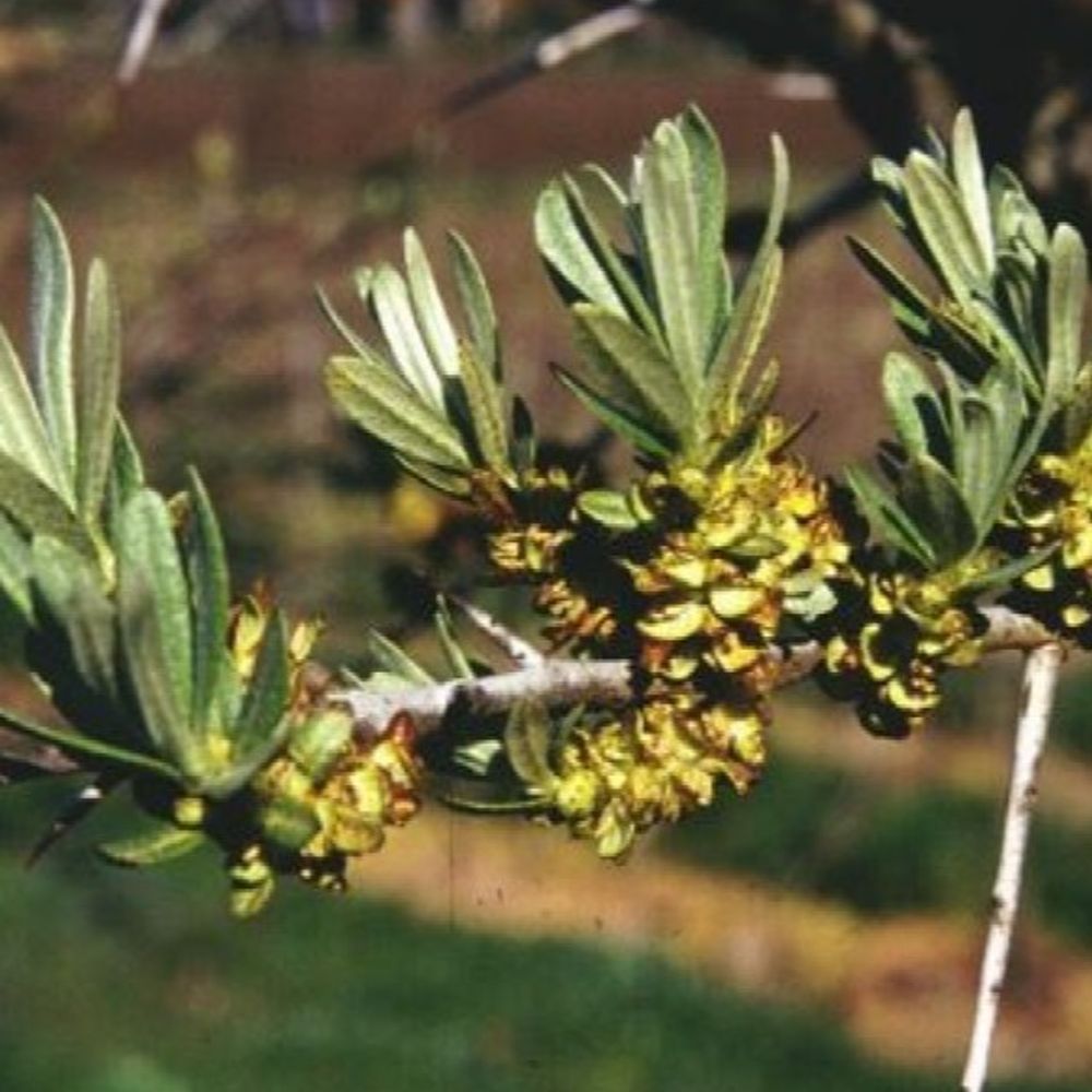 Male Pollinator Sea Berry 