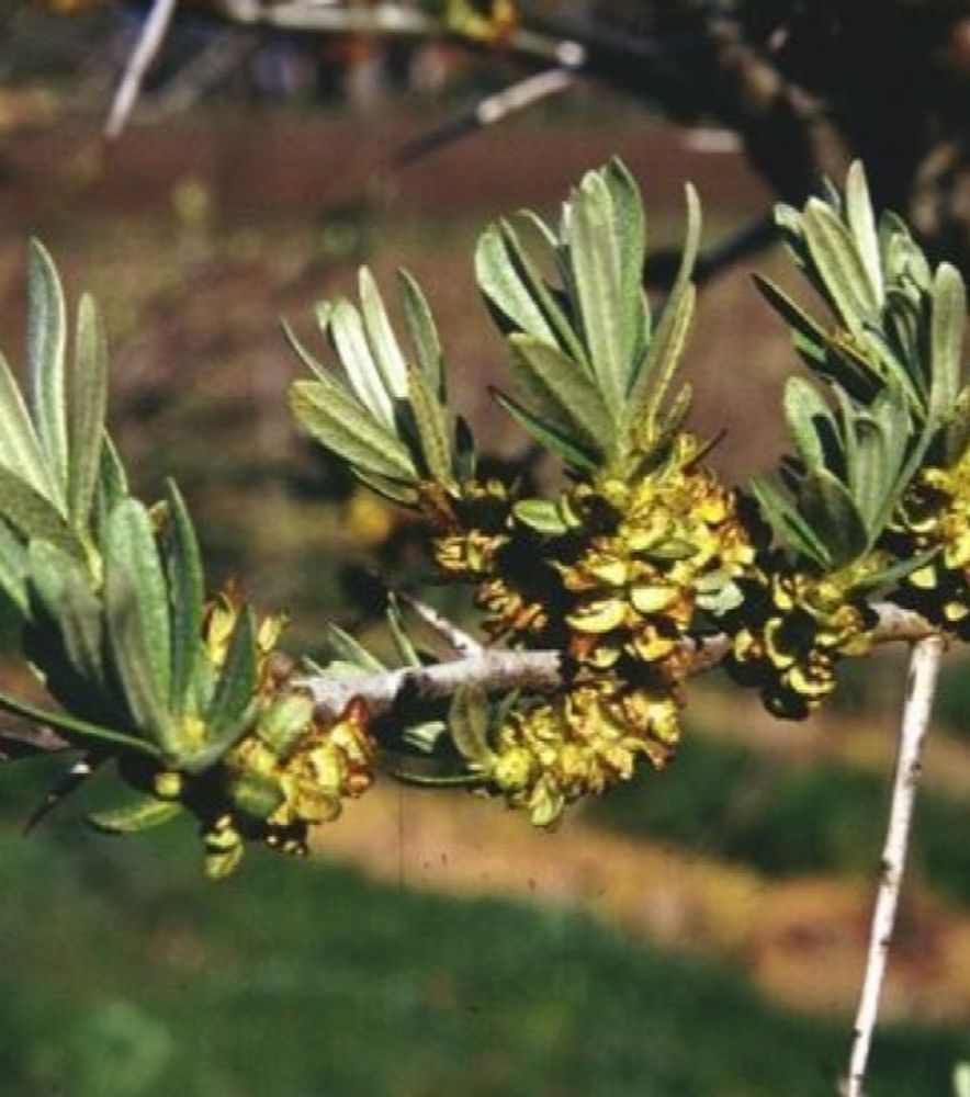 Male Pollinator Sea Berry