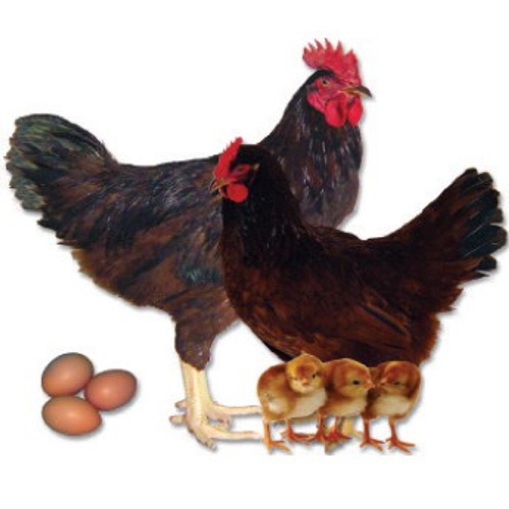 Rhode Island Red Pullet