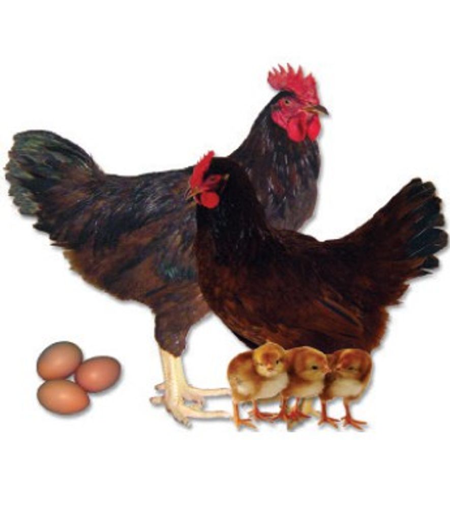 Rhode Island Red Pullet