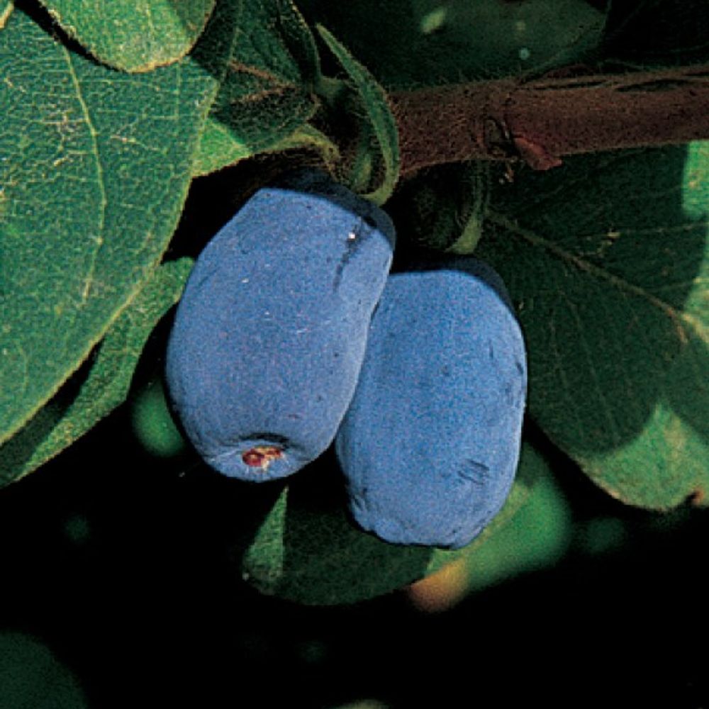 Blue Moon Honeyberry Shrub 