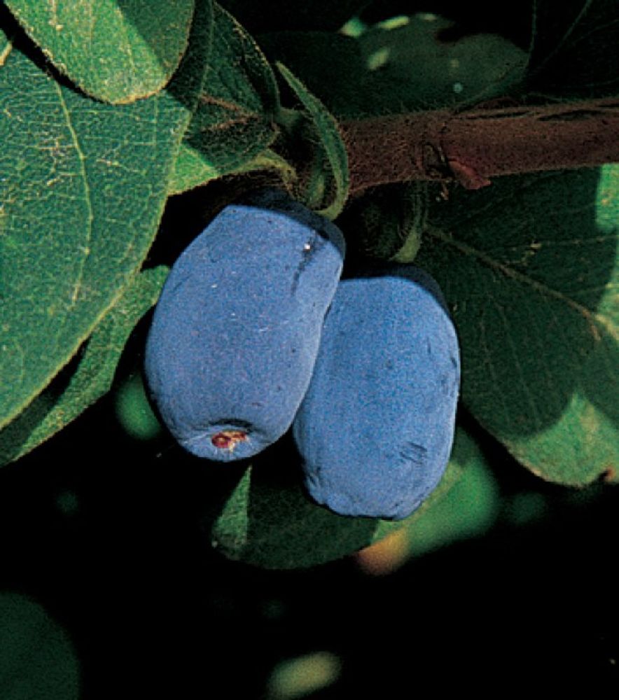 Blue Moon Honeyberry Shrub