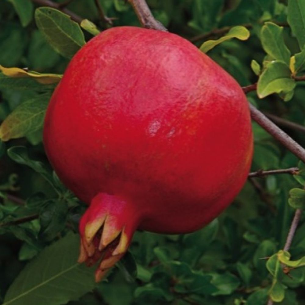 Crimson Sky Pomegranate Fruit Tree