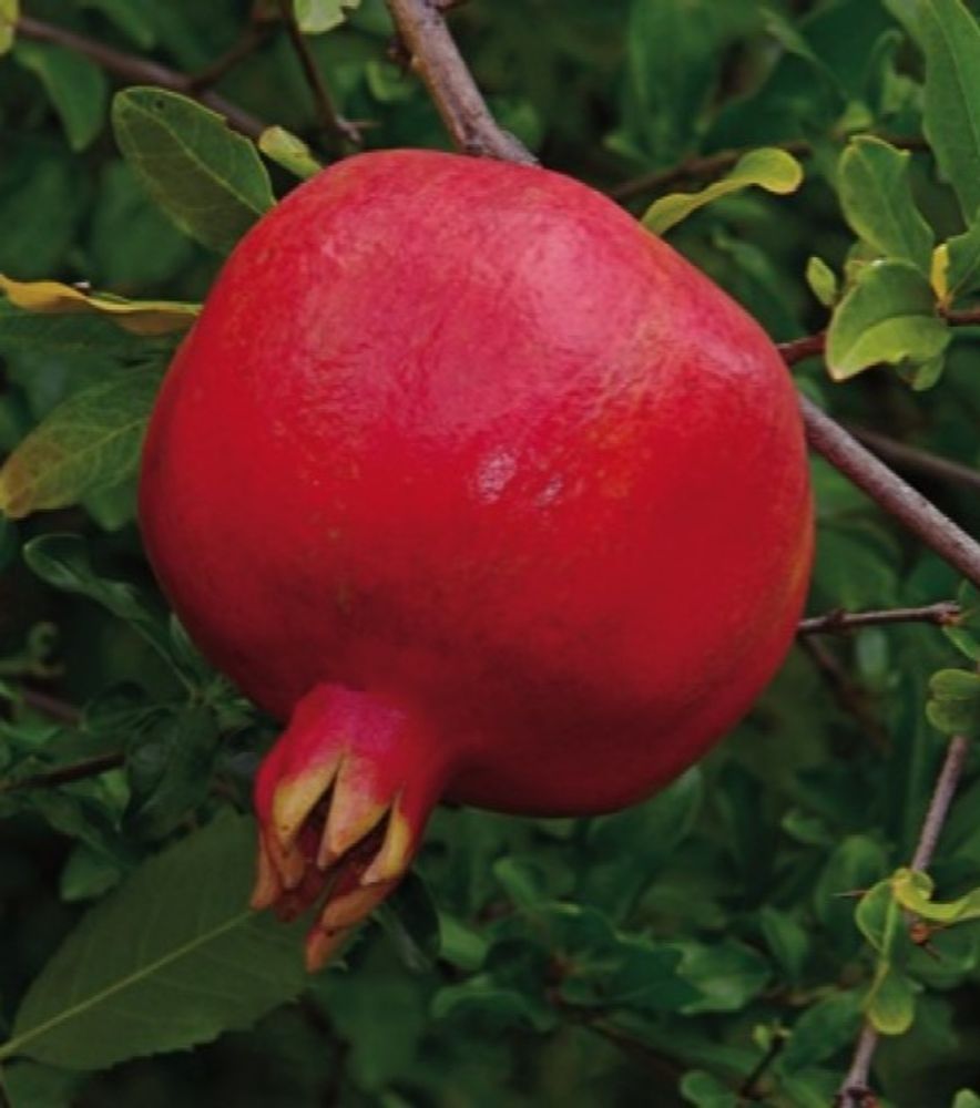 Crimson Sky Pomegranate Fruit Tree