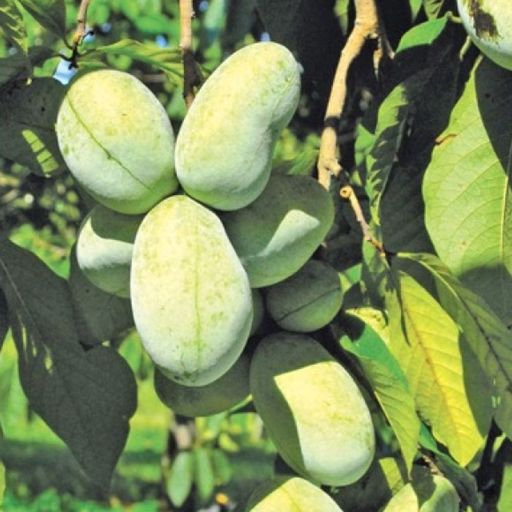 Pawpaw Mango Tree 