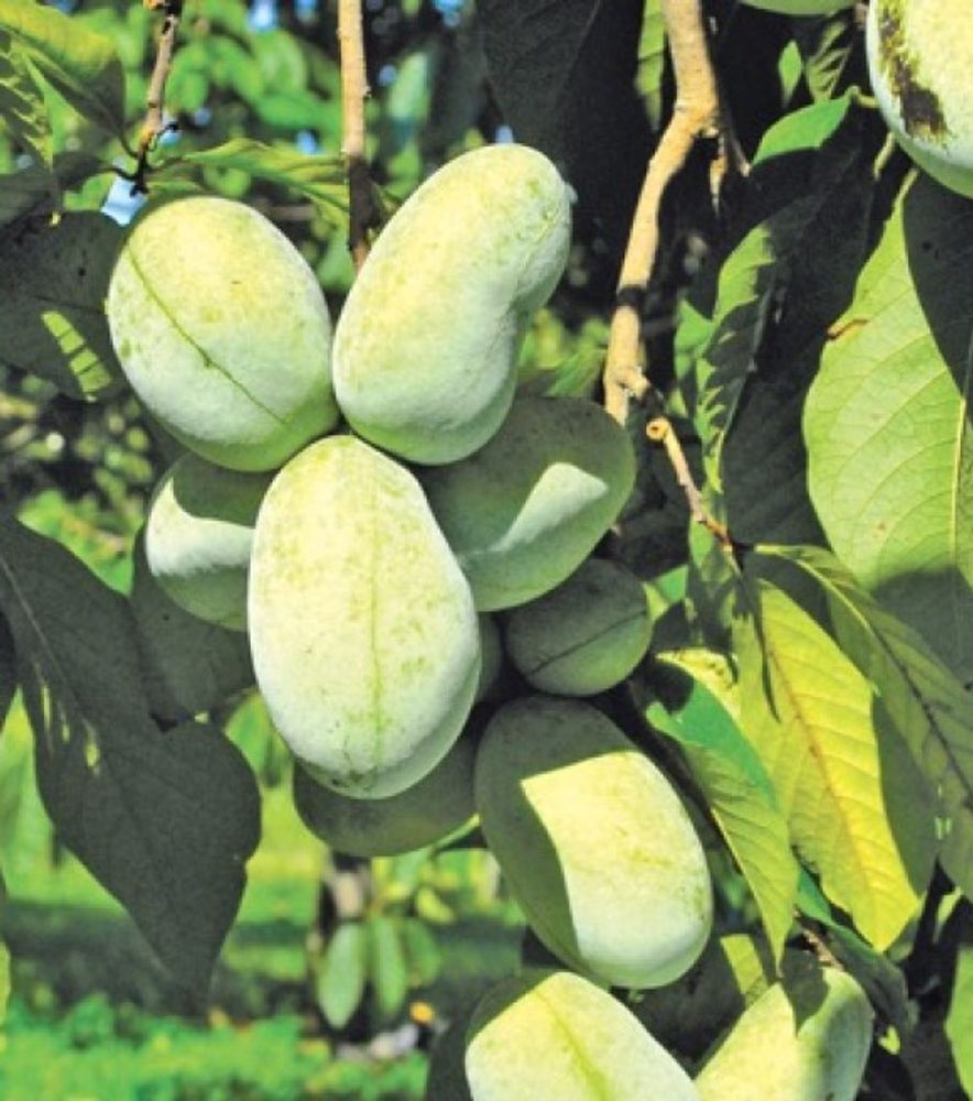 Pawpaw KSU Mango Tree