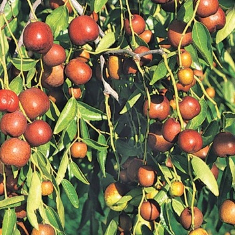 Jujube Coco Fruit Tree 